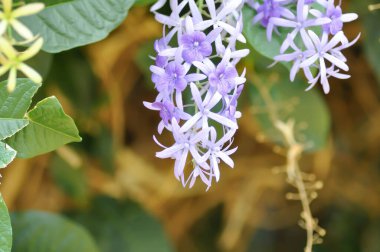Zımpara kağıdı sarmaşığı, Mor çelenk veya Queens çelengi veya mor çiçekler