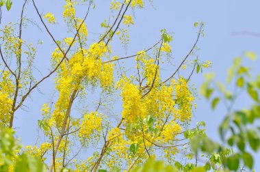 Altın duş, Cassia fistülü veya puding pipo ağacı veya sarı çiçek ve gökyüzü arkaplanı