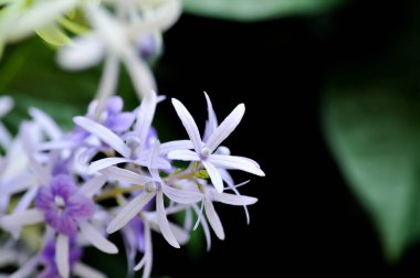 Zımpara kağıdı sarmaşığı, Mor çelenk veya Queens çelengi veya mor çiçekler