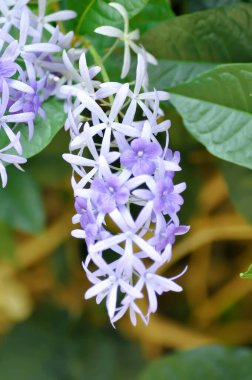 Zımpara kağıdı sarmaşığı, Mor çelenk veya Queens çelengi veya mor çiçekler