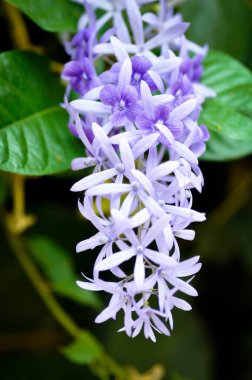 Zımpara kağıdı sarmaşığı, Mor çelenk veya Queens çelengi veya mor çiçekler