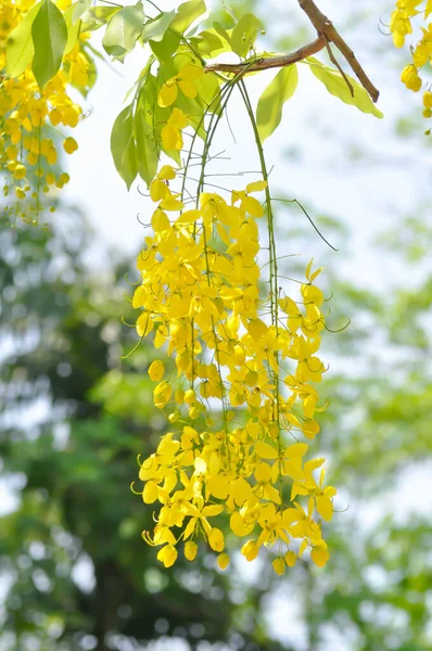 Golden Shower Cassia Fistula Pudding Pipe Tree Yellow Flower Sky — Stock Photo, Image