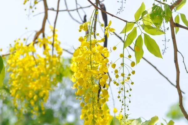 黄金のシャワー カシアフィストュラまたはプディングパイプツリーまたは黄色の花と空の背景 — ストック写真