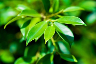 banyan ağacı veya Ficus annulata veya fius bengalensis bitkisi