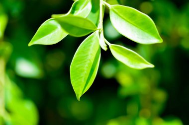 banyan ağacı veya Ficus annulata veya fius bengalensis bitkisi