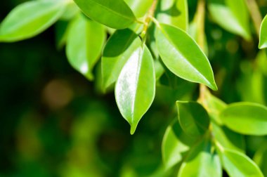 banyan ağacı veya Ficus annulata veya fius bengalensis bitkisi