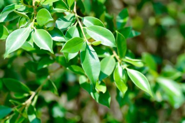 banyan ağacı veya Ficus annulata veya fius bengalensis bitkisi