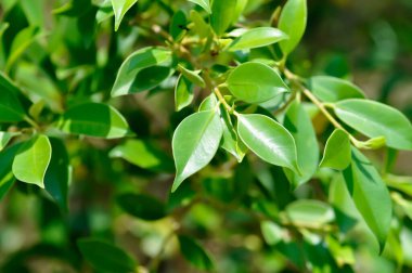 banyan ağacı veya Ficus annulata veya fius bengalensis bitkisi
