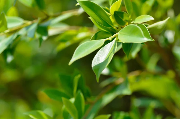 stock image banyan tree or Ficus annulata or ficus bengalensis plant