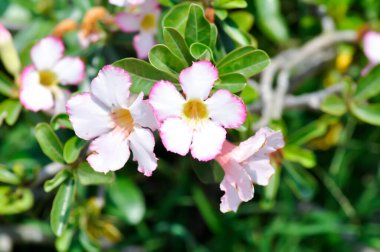 Çöl gülü, APOCYACEAE veya Adenyum obesum veya Sahte Azalea veya Pinkbignonia veya Impala zambağı veya pembe çiçekler