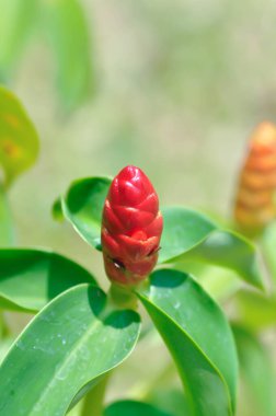 Costus speciosus, Crape ginger veya Malay ginger veya Spiral flag veya Costus speciosus Cheilocostus speciosus, Costaceae veya Cane reed veya Crape ginger veya Malay ginger veya Spiral Flag