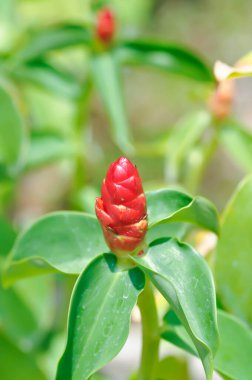 Costus speciosus, Crape ginger veya Malay ginger veya Spiral flag veya Costus speciosus Cheilocostus speciosus, Costaceae veya Cane reed veya Crape ginger veya Malay ginger veya Spiral Flag
