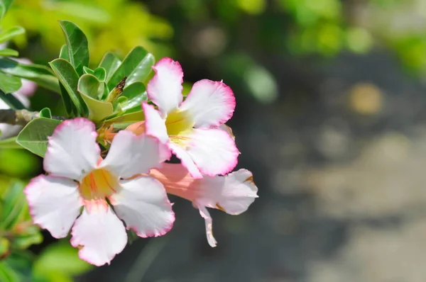 沙漠玫瑰 Apocyaceae或Adenium Obesum或Mock Azalea或Pinkbignonia或Impala百合或粉红花 — 图库照片