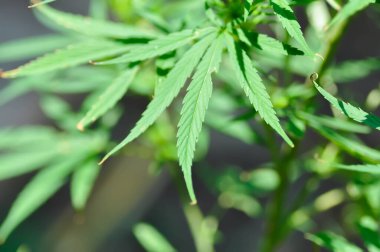 Esrar, esrar veya marihuana yaprakları veya CANNABACEAE, Cannabis indica Lam veya Cannabis sativa L veya Cannabis sativa subsp veya indica veya Small and Cronquist veya Cannabis sativa L plant