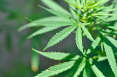 CANNABACEAE, Cannabis indica Lam or Cannabis sativa L or Cannabis sativa subsp or indica or  Small and Cronquist or Cannabis sativa L plant