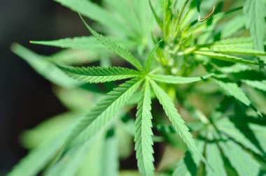 CANNABACEAE, Cannabis indica Lam or Cannabis sativa L or Cannabis sativa subsp or indica or  Small and Cronquist or Cannabis sativa L plant