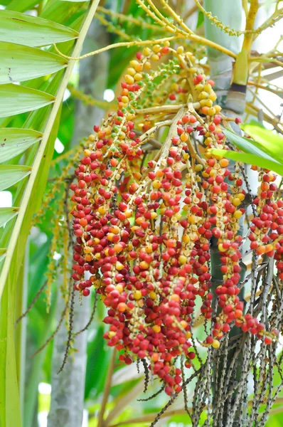 seed of betel palm or betel nut or seed of palm on the tree
