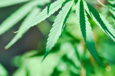 CANNABACEAE, Cannabis indica Lam or Cannabis sativa L or Cannabis sativa subsp or indica or  Small and Cronquist or Cannabis sativa L plant