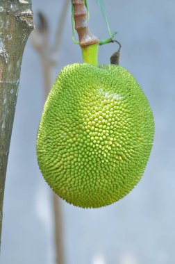 Artocarpus heterophyllus Lam veya MORACEAE, ağaçta meyve tohumu