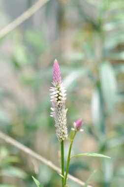 Celosia argentea, Cocks comb veya Foxtail amaranth veya Pembe çiçek veya AMARANTHEAE bitkisi