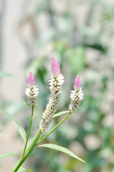 青花茶 鸡冠或狐狸尾香或粉红花或Amaranthaceae植物 — 图库照片