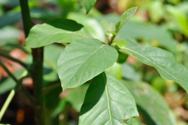 Persea Americana Mill ya da Avokado, Lauraceae ya da Persea gratissima bitkisi ya da küçük bitki