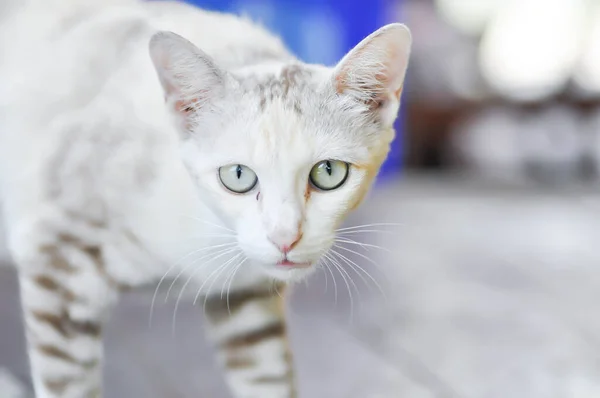 Gato Gato Cinzento Felis Catus Felis Catus Domestica Gato Creme — Fotografia de Stock
