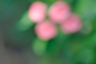 Pembe ve yeşil arkaplan, bulanık çiçek arkaplanı veya bulanık arkaplan