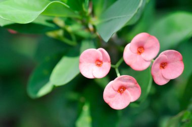 İsa Thorn, Euphorbia milii veya Euphorbiaceae veya pembe çiçekler