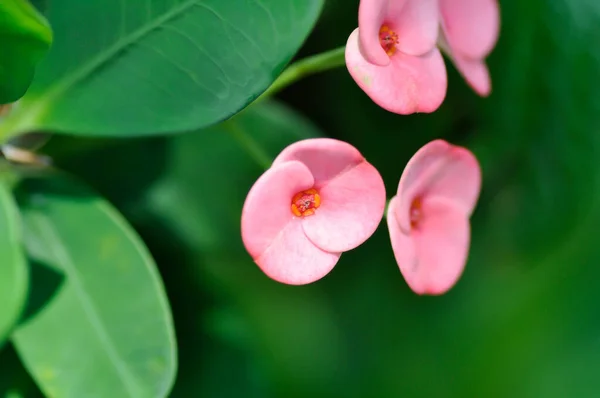 Christ Thorn Euphorbia Milii Euphorbiaceae Pink Flowers — Stock Photo, Image