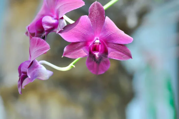 Rote Orchidee Rote Blüten Oder Bulbophyllum Oder Dendrobium Orchidee Oder — Stockfoto