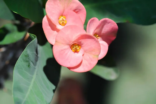 Chrystus Thorn Euphorbia Milii Lub Euphorbiaceae Lub Różowe Kwiaty — Zdjęcie stockowe