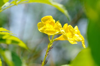 Trompet sarmaşığı, sarı çan veya sarı yaşlı veya sarı çiçekler