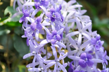 Zımpara kağıdı sarmaşığı, Mor çelenk veya Queens çelengi veya mor çiçekler