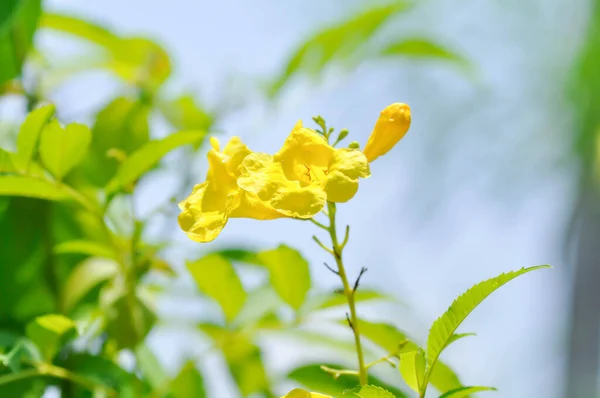 Viña Trompeta Campanilla Amarilla Amarilla Flor Amarilla —  Fotos de Stock