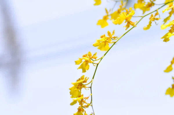 黄色の蘭の花 蘭やOrchidaceaeまたはDendrobium Lindleyiスタッド Dendrobium Lindleyiまたは黄色の花 — ストック写真