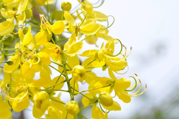 黄金のシャワー カシア フィストュラまたはプディングパイプまたはLeguminosaeケースAlpinioideaeまたはインドのラブラムまたは黄色の花 — ストック写真