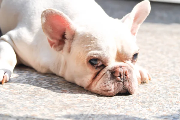 白いフランスのブルドッグまたは横にフランスのブルドッグ 床の上の眠い犬 — ストック写真
