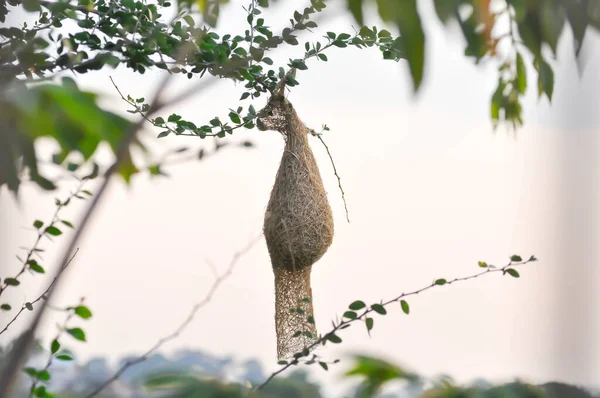 Gniazdo Ptaków Gniazdo Ptaków Drzewie Tle Nieba — Zdjęcie stockowe