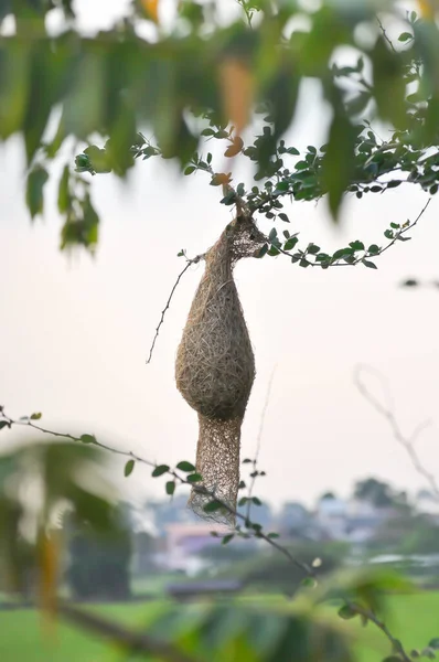 Ninho Pássaros Ninho Pássaros Fundo Árvore Céu — Fotografia de Stock
