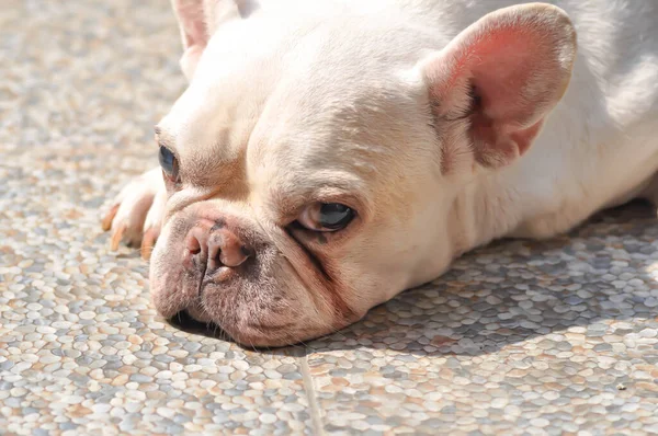 Beyaz Fransız Bulldog Fransız Bulldog Uzan Yerde Uykulu Köpek — Stok fotoğraf