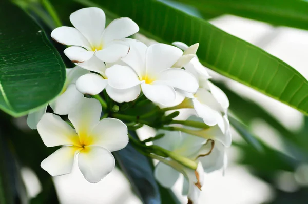 Frangipani Kwiat Frangipani Lub Drzewo Pagody Lub Biały Kwiat — Zdjęcie stockowe