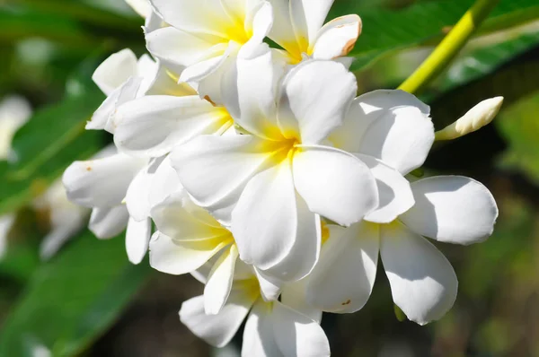 Frangipani Frangipani Çiçeği Veya Pagoda Ağacı Veya Beyaz Çiçek — Stok fotoğraf