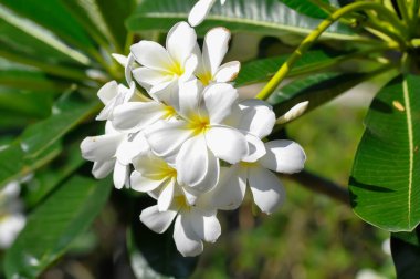 Frangipani, frangipani çiçeği veya pagoda ağacı veya beyaz çiçek ve gökyüzü arkaplanı