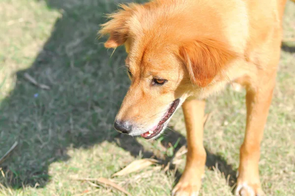 Köpek Kahverengi Köpek Bahçede Habersiz Köpek — Stok fotoğraf