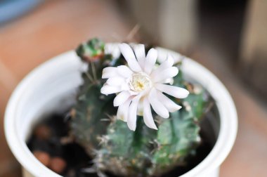 Kaktüs çiçeği ya da jimnastik salonu, jimnastik salonu mihanovichii ya da beyaz çiçekli kaktüs.