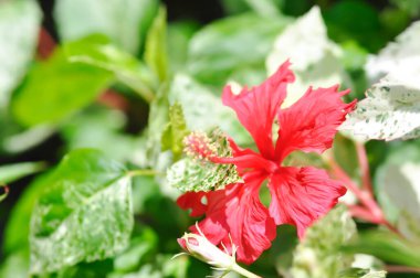 Çin gülü veya Hibiscus, Hibiscus Rosa Sinensis Variegataor amber çiçeği veya kırmızı çiçek