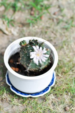 Kaktüs çiçeği ya da jimnastik salonu, jimnastik salonu mihanovichii ya da beyaz çiçekli kaktüs.