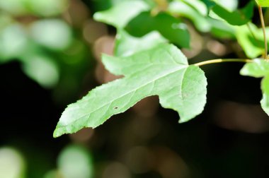 Akçaağaç yaprağı, akçaağaç yaprağı ya da yeşil yaprak ya da Acer sakarum ağacı