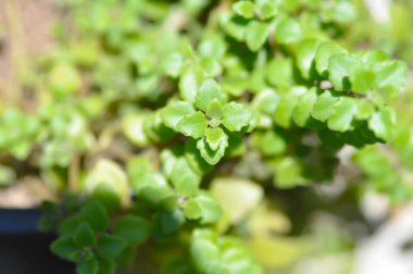 Minyatür Peperomia veya Pilea depresisa, Urticaceae bitkisi